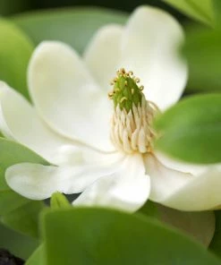 Fast Growing Trees Sweetbay Magnolia Tree Magnolia Trees