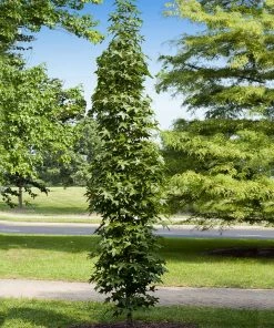 Fast Growing Trees See All Shade Trees Slender Silhouette Sweetgum Tree