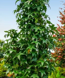 Fast Growing Trees See All Shade Trees Slender Silhouette Sweetgum Tree