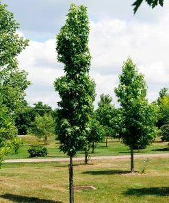 Fast Growing Trees See All Shade Trees Slender Silhouette Sweetgum Tree
