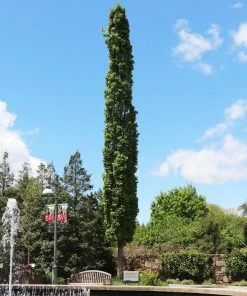 Fast Growing Trees See All Shade Trees Slender Silhouette Sweetgum Tree