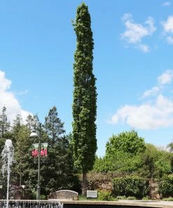 Fast Growing Trees See All Shade Trees Slender Silhouette Sweetgum Tree
