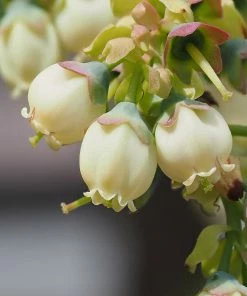 Fast Growing Trees Sweetheart Blueberry Bush Blueberry Bushes