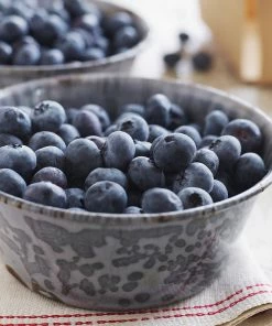 Fast Growing Trees Blueberry Bushes Sweetheart Blueberry Bush - USDA Organic