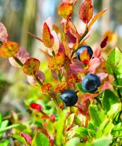 Fast Growing Trees Sweetheart Blueberry Bush Blueberry Bushes