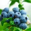 Fast Growing Trees Sweetheart Blueberry Bush Blueberry Bushes 1 Fast Growing Trees Sweetheart Blueberry Bush Blueberry Bushes