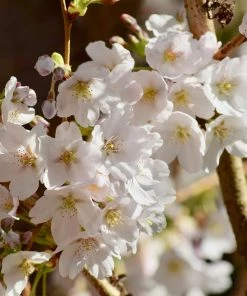 Fast Growing Trees Sweetheart Cherry Tree Cherry Trees