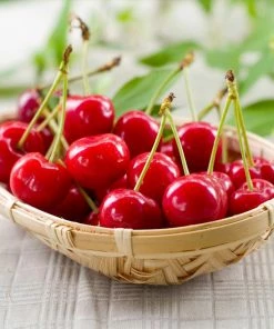 Fast Growing Trees Sweetheart Cherry Tree Cherry Trees