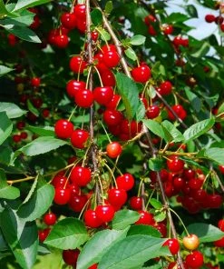 Fast Growing Trees Sweetheart Cherry Tree Cherry Trees