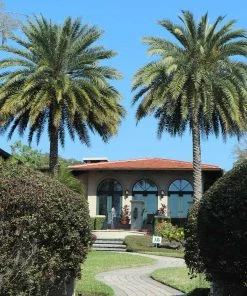 Fast Growing Trees Palm Trees Sylvester Palm