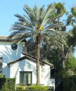 Fast Growing Trees Palm Trees Sylvester Palm