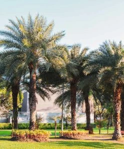 Fast Growing Trees Palm Trees Sylvester Palm