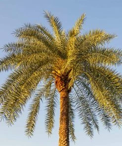 Fast Growing Trees Palm Trees Sylvester Palm