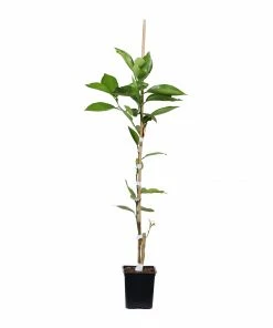 Fast Growing Trees Citrus Trees Tangelo Tree
