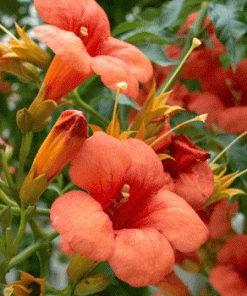 Fast Growing Trees Tangerine Beauty Crossvine See All Shrubs & Hedges
