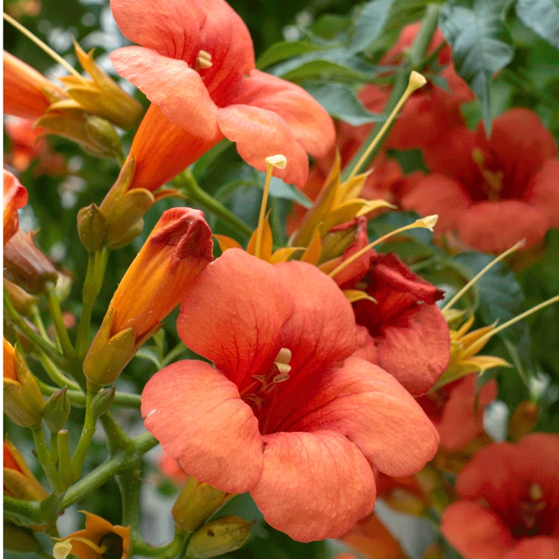 Fast Growing Trees Tangerine Beauty Crossvine See All Shrubs & Hedges 4 Fast Growing Trees Tangerine Beauty Crossvine See All Shrubs & Hedges