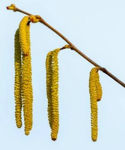 Fast Growing Trees Nut Trees Theta Filbert Hazelnut 11 Fast Growing Trees Nut Trees Theta Filbert Hazelnut