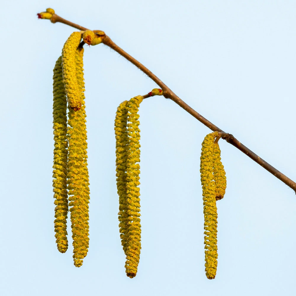 Fast Growing Trees Nut Trees Theta Filbert Hazelnut 7 Fast Growing Trees Nut Trees Theta Filbert Hazelnut