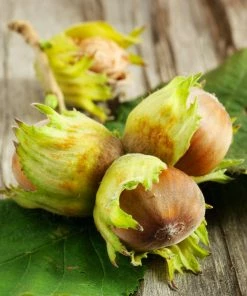 Fast Growing Trees Nut Trees Theta Filbert Hazelnut 10 Fast Growing Trees Nut Trees Theta Filbert Hazelnut
