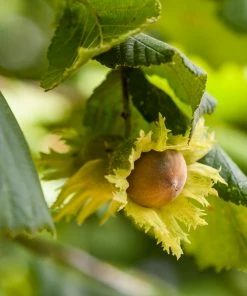 Fast Growing Trees Nut Trees Theta Filbert Hazelnut