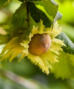 Fast Growing Trees Nut Trees Theta Filbert Hazelnut