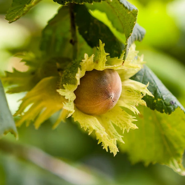 Fast Growing Trees Nut Trees Theta Filbert Hazelnut 3 Fast Growing Trees Nut Trees Theta Filbert Hazelnut