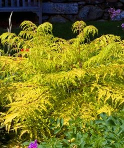 Fast Growing Trees Tiger Eyes Sumac Shrub See All Shrubs & Hedges