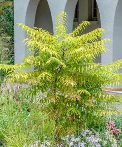 Fast Growing Trees Tiger Eyes Sumac Shrub See All Shrubs & Hedges