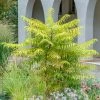 Fast Growing Trees Tiger Eyes Sumac Shrub See All Shrubs & Hedges 1 Fast Growing Trees Tiger Eyes Sumac Shrub See All Shrubs & Hedges