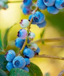 Fast Growing Trees Blueberry Bushes Toro Blueberry Bush - USDA Organic