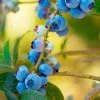 Fast Growing Trees Blueberry Bushes Toro Blueberry Bush