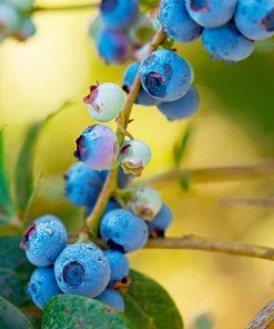 Fast Growing Trees Blueberry Bushes Toro Blueberry Bush