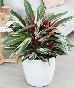 Fast Growing Trees Colorful Foliage Trees & Shrubs Tricolor Ginger Plant