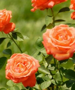 Fast Growing Trees Tropicana Rose Roses