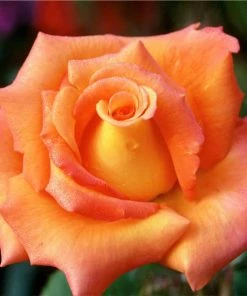 Fast Growing Trees Tropicana Rose Roses