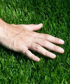 Fast Growing Trees TurboTurf™ Tall Fescue Grass Seed Erosion Control 9 Fast Growing Trees TurboTurf™ Tall Fescue Grass Seed Erosion Control