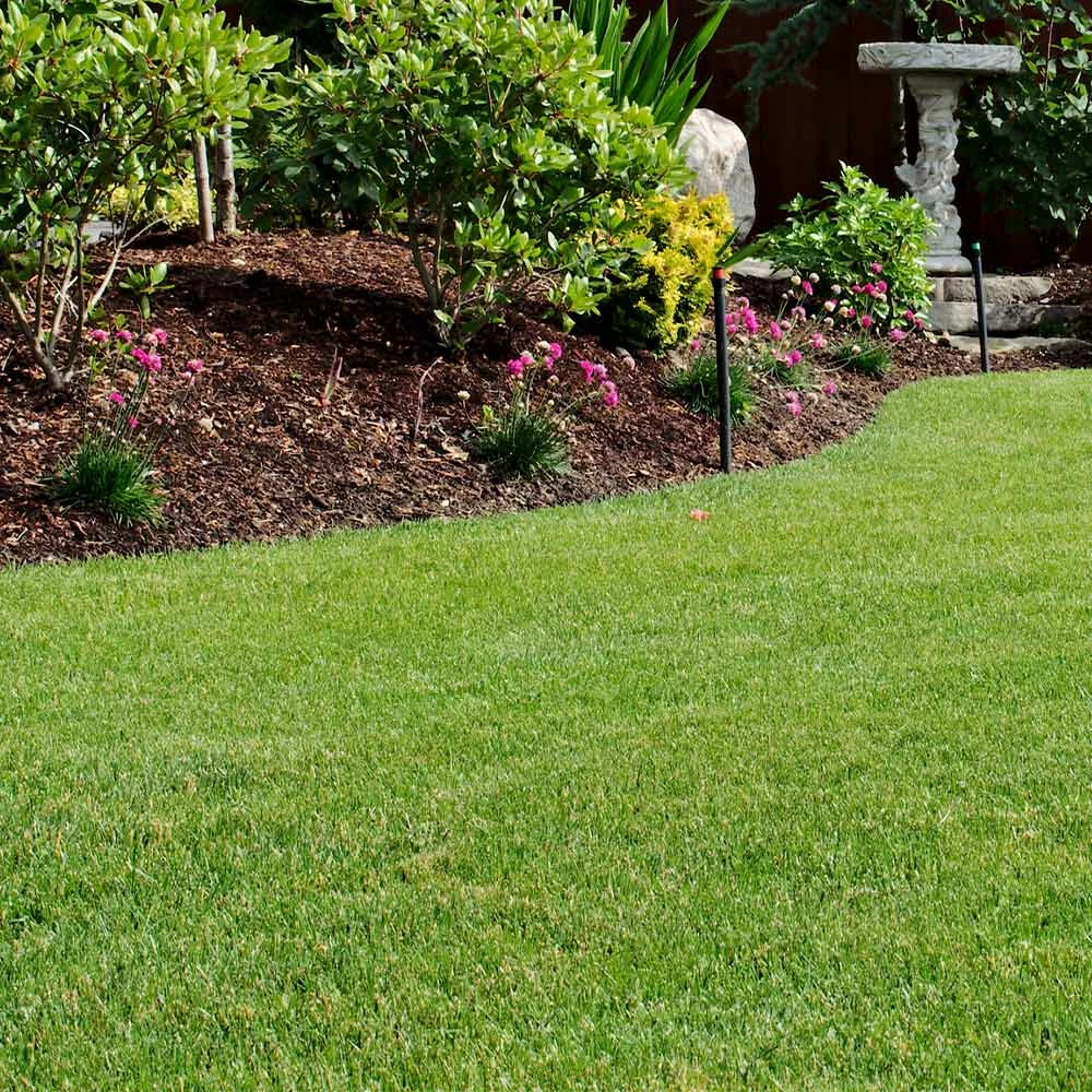 Fast Growing Trees TurboTurf™ Tall Fescue Grass Seed Erosion Control 5 Fast Growing Trees TurboTurf™ Tall Fescue Grass Seed Erosion Control