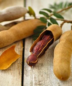 Fast Growing Trees Tamarind Tree