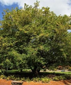 Fast Growing Trees Tamarind Tree