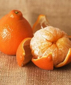 Fast Growing Trees Citrus Trees Tangelo Tree