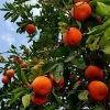 Fast Growing Trees Citrus Trees Tangelo Tree