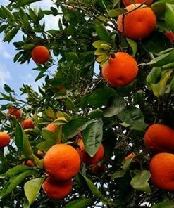 Fast Growing Trees Citrus Trees Tangelo Tree