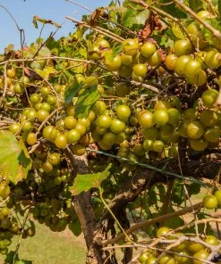 Fast Growing Trees Grape Vines Tara Scuppernong Grape