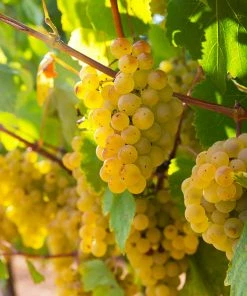 Fast Growing Trees Grape Vines Tara Scuppernong Grape