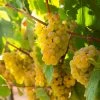 Fast Growing Trees Grape Vines Tara Scuppernong Grape