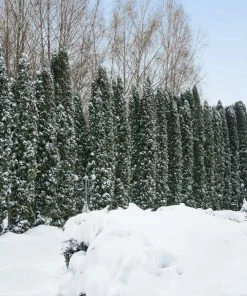 Fast Growing Trees Juniper Trees Taylor Juniper Tree 7 Fast Growing Trees Juniper Trees Taylor Juniper Tree