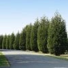 Fast Growing Trees Techny' Cold Hardy Thuja Tree Arborvitae Trees