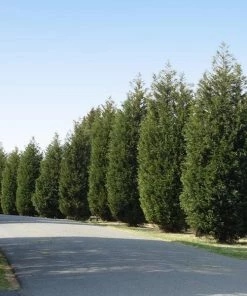 Fast Growing Trees Techny' Cold Hardy Thuja Tree Arborvitae Trees
