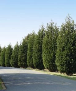 Fast Growing Trees Techny' Cold Hardy Thuja Tree Arborvitae Trees