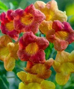 Fast Growing Trees Deer Resistant Plants Bells Of Fire™ Tecoma